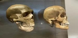 Bí mật giải mã 'gương mặt thô ráp' của người Neanderthal: Tất cả nằm trong vùng DNA tối của chúng ta