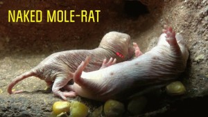 Loài động vật có vú gần như máu lạnh duy nhất còn sống khiến giới khoa học bối rối vì quá khác thường