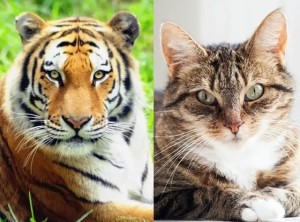 Tại sao mèo nhà sở hữu đôi tai nhọn thính nhạy trong khi chúa sơn lâm lại mang đôi tai tròn vo?