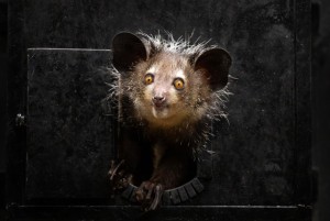 Khỉ Aye-aye, sinh vật kỳ lạ bậc nhất tại Madagascar, loài linh trưởng duy nhất sử dụng định vị bằng tiếng vang để săn mồi