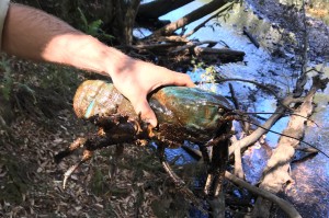 Bí ẩn loài tôm khổng lồ Tasmania dài 80 cm gây sốt mạng nhưng vì sao loài “quái vật nước ngọt” này không thể nuôi đại trà