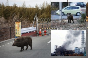 Lơn hoang tại khu vực phóng xạ Fukushima của Nhật Bản đã trở thành "siêu lợn", sinh sôi chóng mặt, đe dọa mất kiểm soát