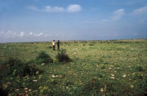 Tại sao trên thảo nguyên chỉ mọc cỏ chứ không mọc cây cây thân gỗ?
