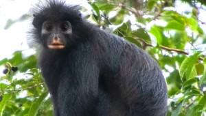 Cuộc truy vết 10 năm tại Congo: Phát hiện loài khỉ bí ẩn tuyệt đẹp đang đứng trước nguy cơ tuyệt chủng