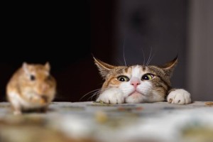 Một phần ba dân số thế giới có thể nhiễm ký sinh trùng từ mèo và sự thật đáng kinh ngạc