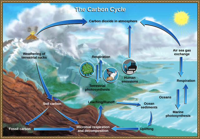 Vì sao thực vật chọn carbon dioxide làm nguyên liệu thô cho quang hợp, thay vì chọn những loại khí dồi dào hơn trong không khí? - Ảnh 2.