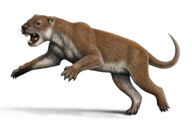 Hóa ra gấu túi Koala là em họ của quái thú tàn bạo nhất lịch sử nước Úc - Ảnh 2.