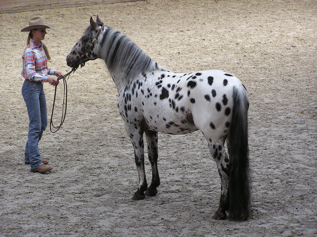 Ngựa Appaloosa hoa mai: Sinh vật đột biến gen mang vẻ đẹp quý phái nhưng ẩn chứa nhiều khiếm khuyết bí ẩn- Ảnh 3.