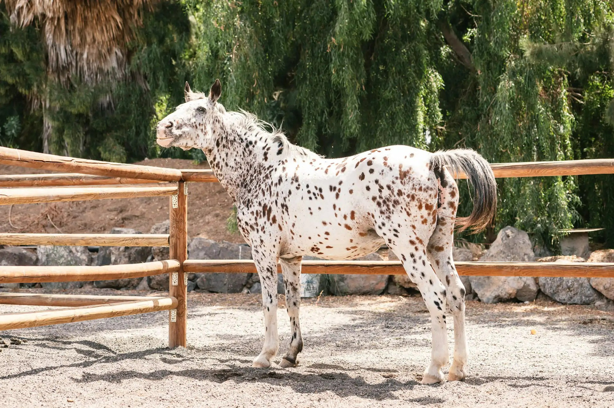 Ngựa Appaloosa hoa mai: Sinh vật đột biến gen mang vẻ đẹp quý phái nhưng ẩn chứa nhiều khiếm khuyết bí ẩn- Ảnh 5.