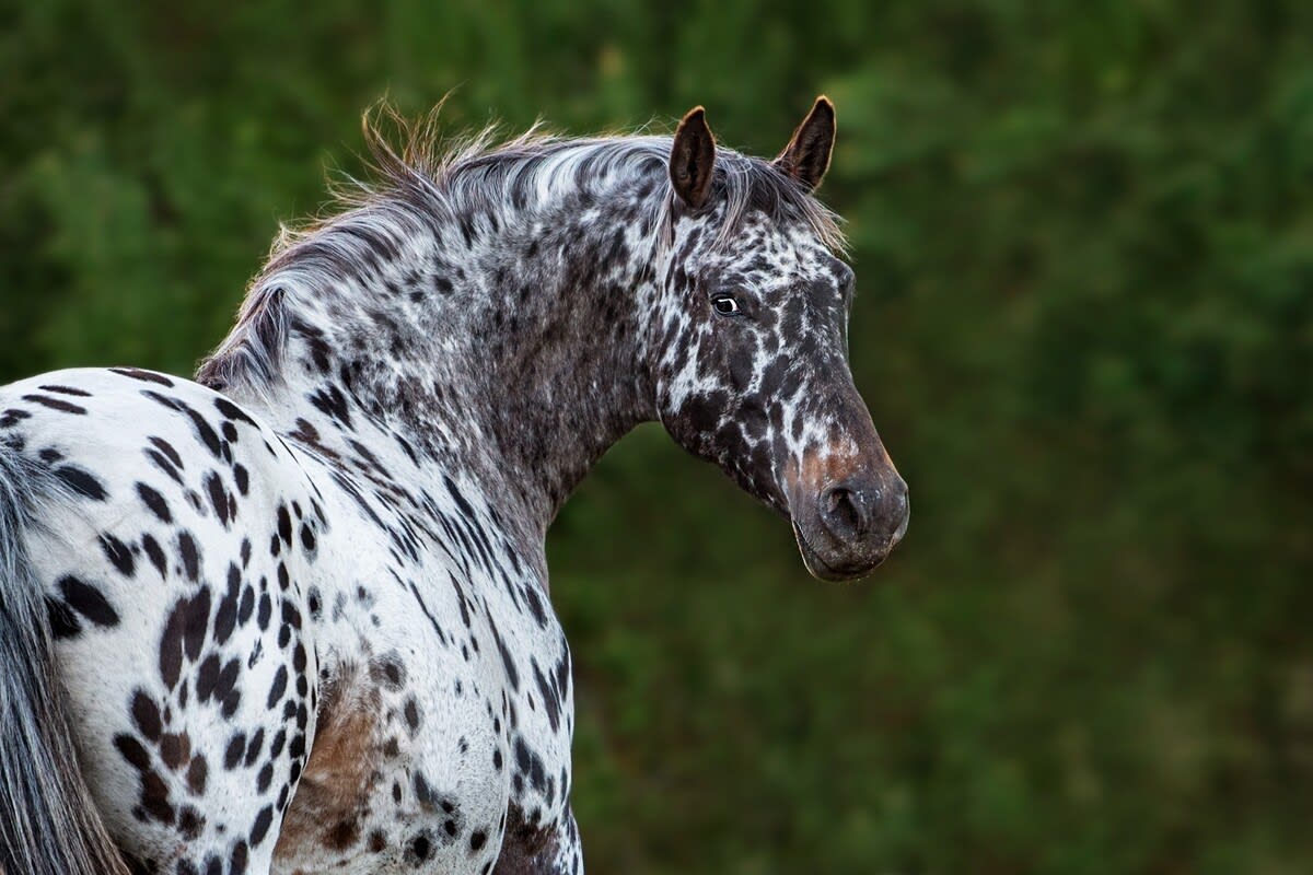 Ngựa Appaloosa hoa mai: Sinh vật đột biến gen mang vẻ đẹp quý phái nhưng ẩn chứa nhiều khiếm khuyết bí ẩn- Ảnh 1.