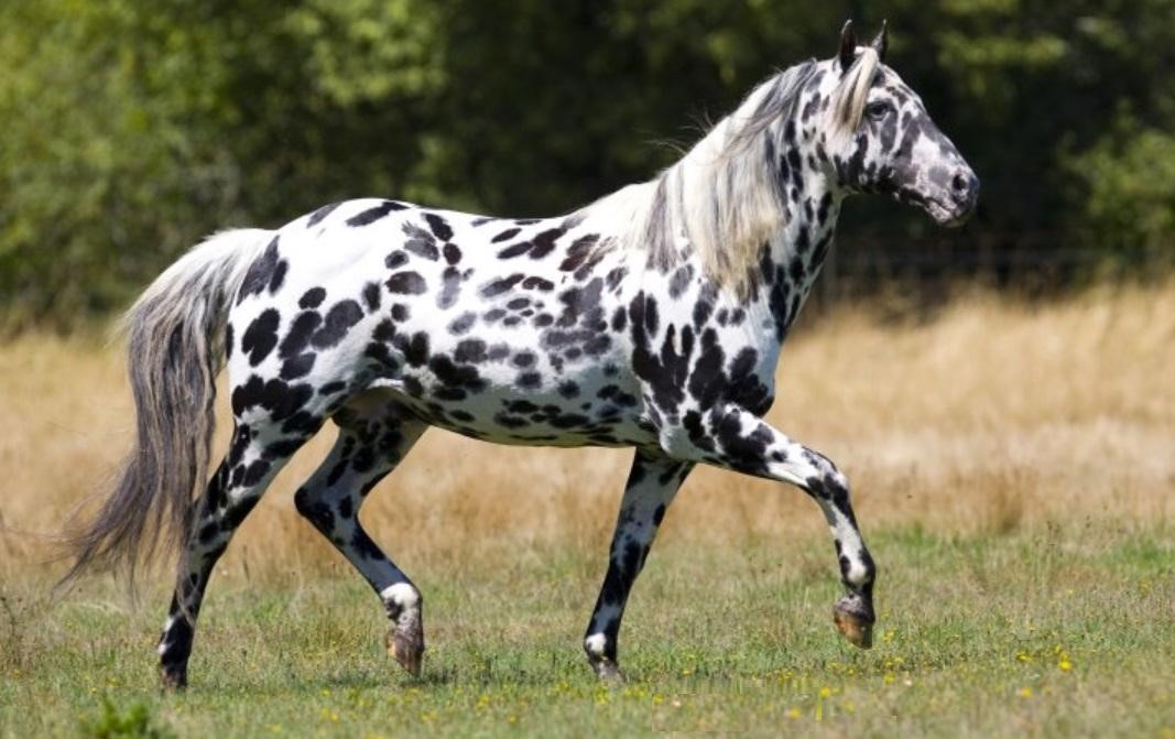 Ngựa Appaloosa hoa mai: Sinh vật đột biến gen mang vẻ đẹp quý phái nhưng ẩn chứa nhiều khiếm khuyết bí ẩn- Ảnh 2.