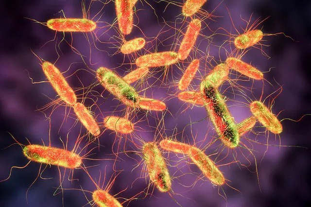 Hiểm họa mang tên Salmonella: Vi khuẩn ẩn mình trong bữa ăn hàng ngày có thể gây tử vong - Ảnh 3.