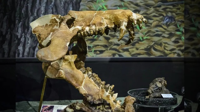 Archaeotherium: Sinh vật khổng lồ mang não của bò sát và máu mủ cá voi - Ảnh 2.