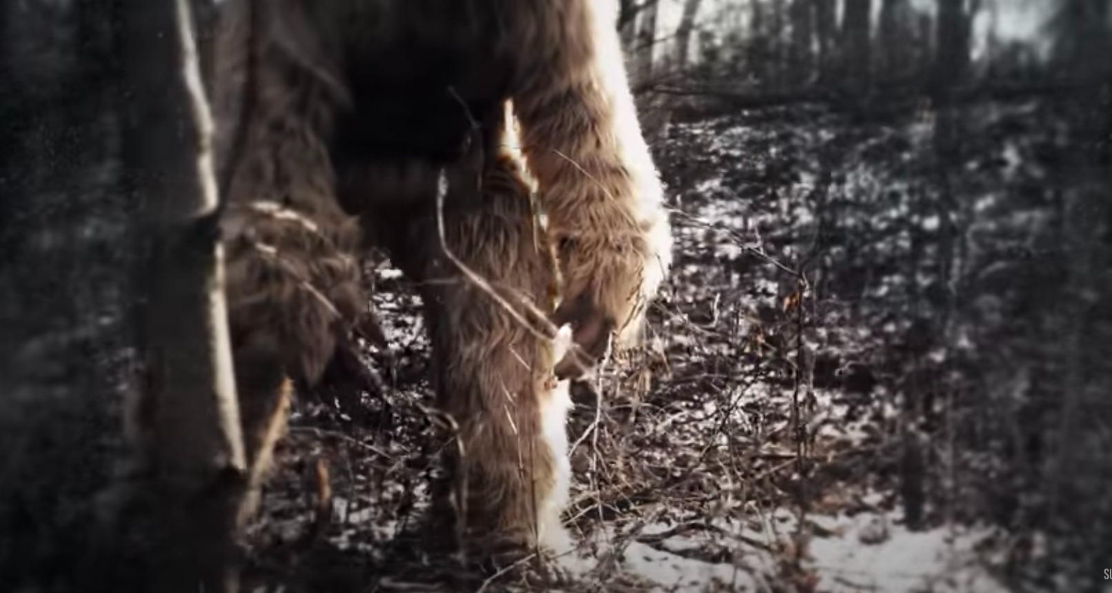 Điều gì sẽ xảy ra nếu Bigfoot thực sự tồn tại?- Ảnh 2.