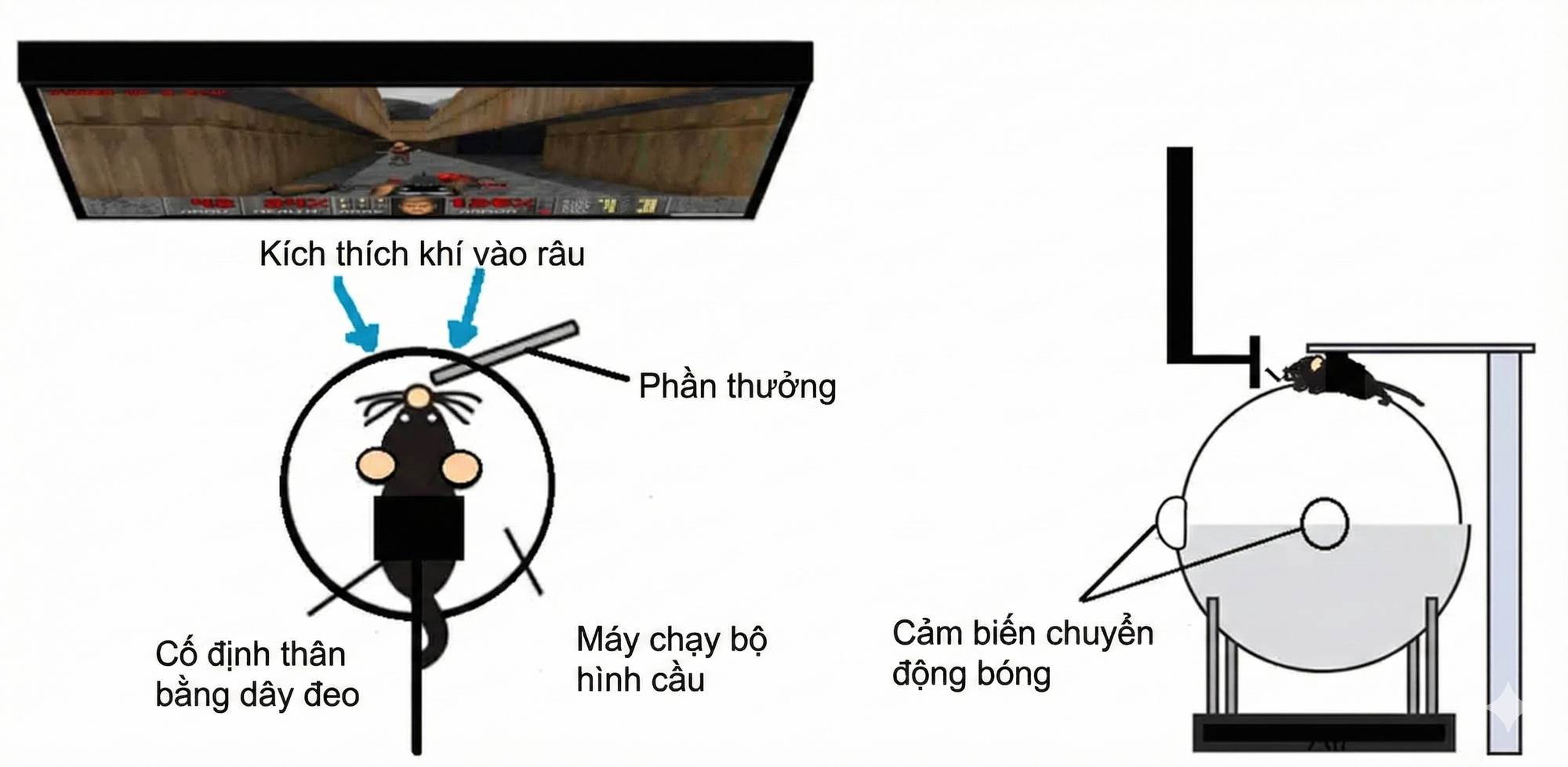 Các nhà khoa học đã dạy được chuột chơi Doom- Ảnh 2.