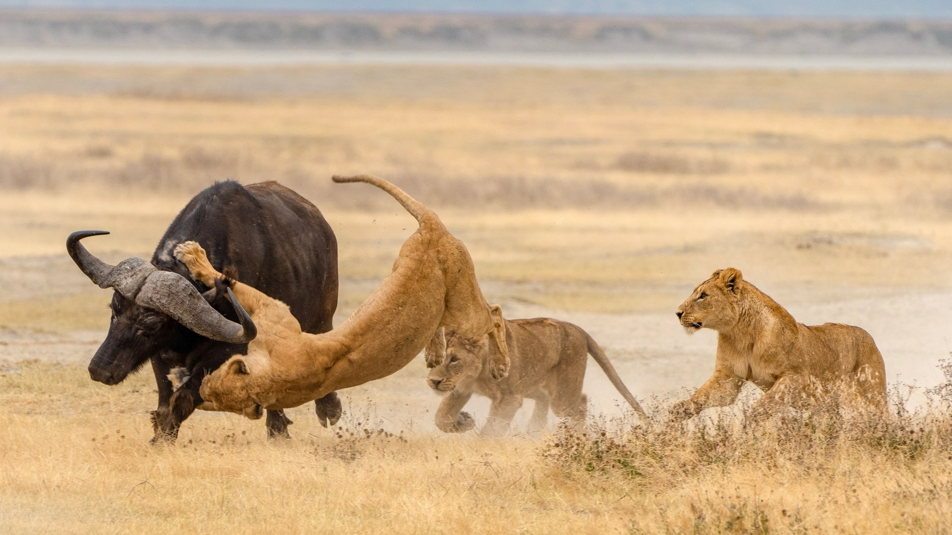 Miệng núi lửa Tanzania: Nơi 25.000 dã thú cùng chung sống, nhưng vì sao sư tử lại chỉ có thể sinh sản cận huyết?- Ảnh 3.