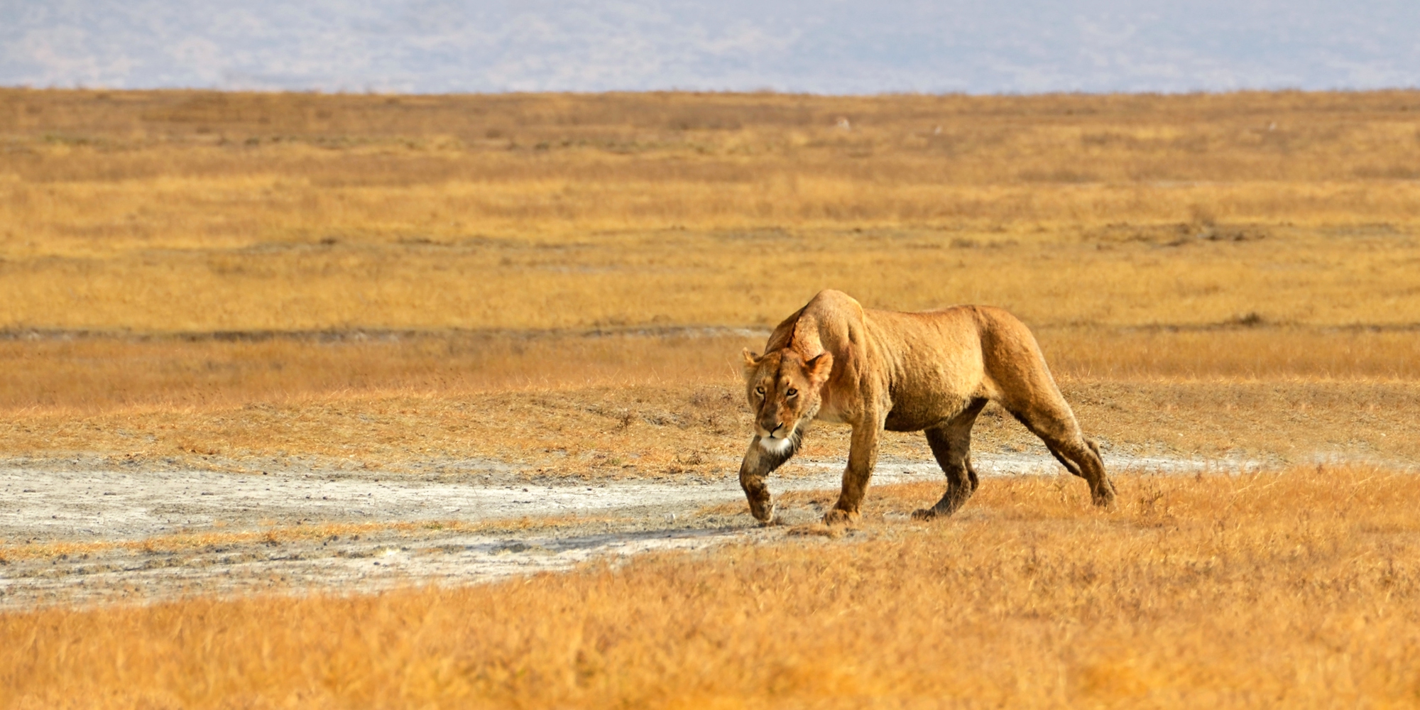 Miệng núi lửa Tanzania: Nơi 25.000 dã thú cùng chung sống, nhưng vì sao sư tử lại chỉ có thể sinh sản cận huyết?- Ảnh 2.