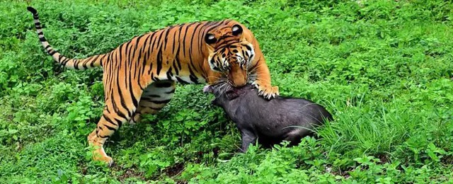Tại sao mèo nhà sở hữu đôi tai nhọn thính nhạy trong khi chúa sơn lâm lại mang đôi tai tròn vo? - Ảnh 4.
