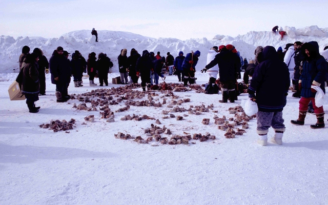 Vì sao người Eskimo vẫn ăn thịt sống giữa Bắc Cực khắc nghiệt suốt hàng nghìn năm? - Ảnh 2.