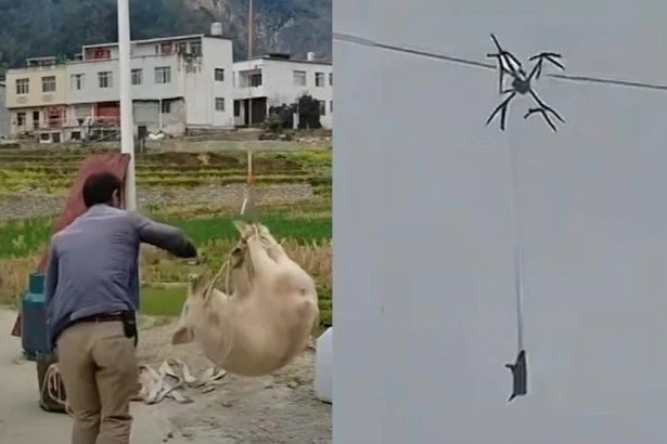Con lợn biết bay cả làng mất điện - Ảnh 2.