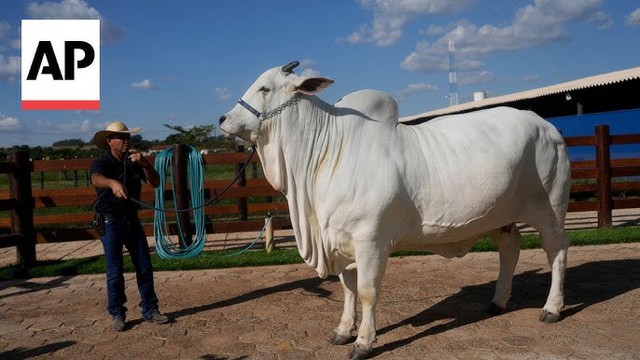 Đây là con bò đắt nhất thế giới với trọng lượng hơn 1 tấn và có giá hơn 4 triệu USD - Ảnh 1.