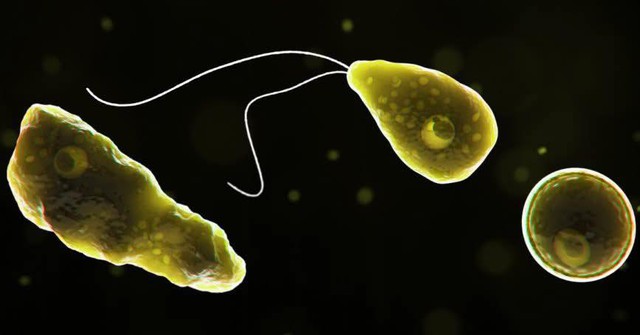 Rất có thể bạn đã bị nhiễm một loại virus ăn não mà bạn chưa từng nghe đến - Ảnh 1.