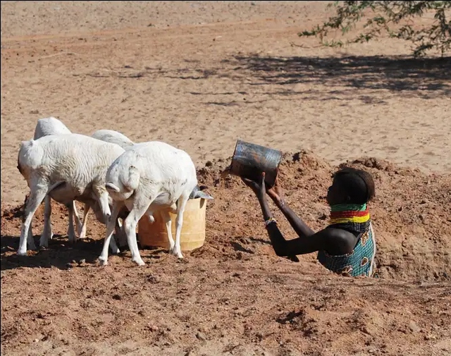 Bí mật tiến hóa giúp bộ tộc Kenya sống sót gần như không cần nước nhưng lại trở thành nguy cơ chết người hiện đại - Ảnh 2.