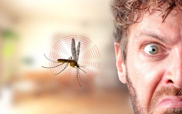 Vì sao muỗi luôn vo ve bên tai con người dù điều đó khiến chúng dễ bị phát hiện và tiêu diệt - Ảnh 3.