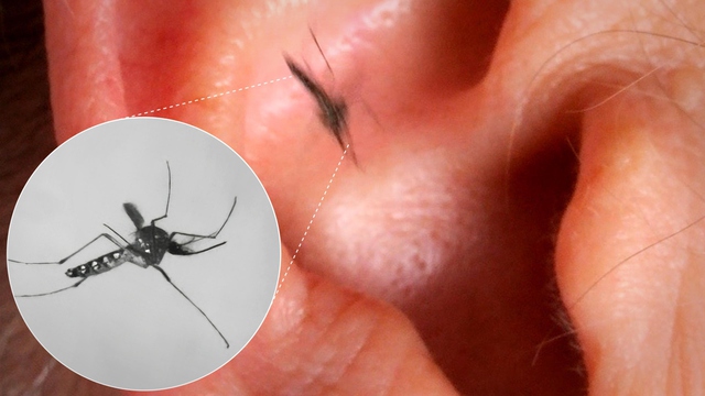 Vì sao muỗi luôn vo ve bên tai con người dù điều đó khiến chúng dễ bị phát hiện và tiêu diệt - Ảnh 2.