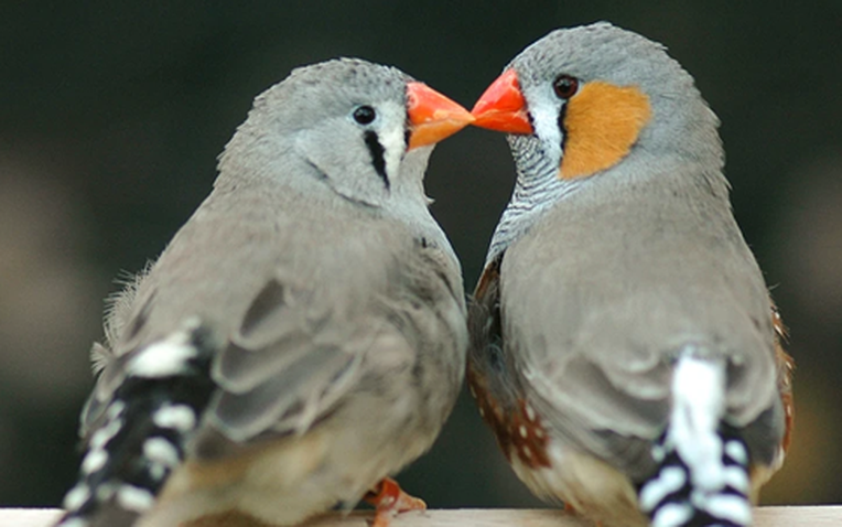 AI đã giải mã được tiếng chim, ngày con người nói chuyện được với động vật sắp đến gần?- Ảnh 1.